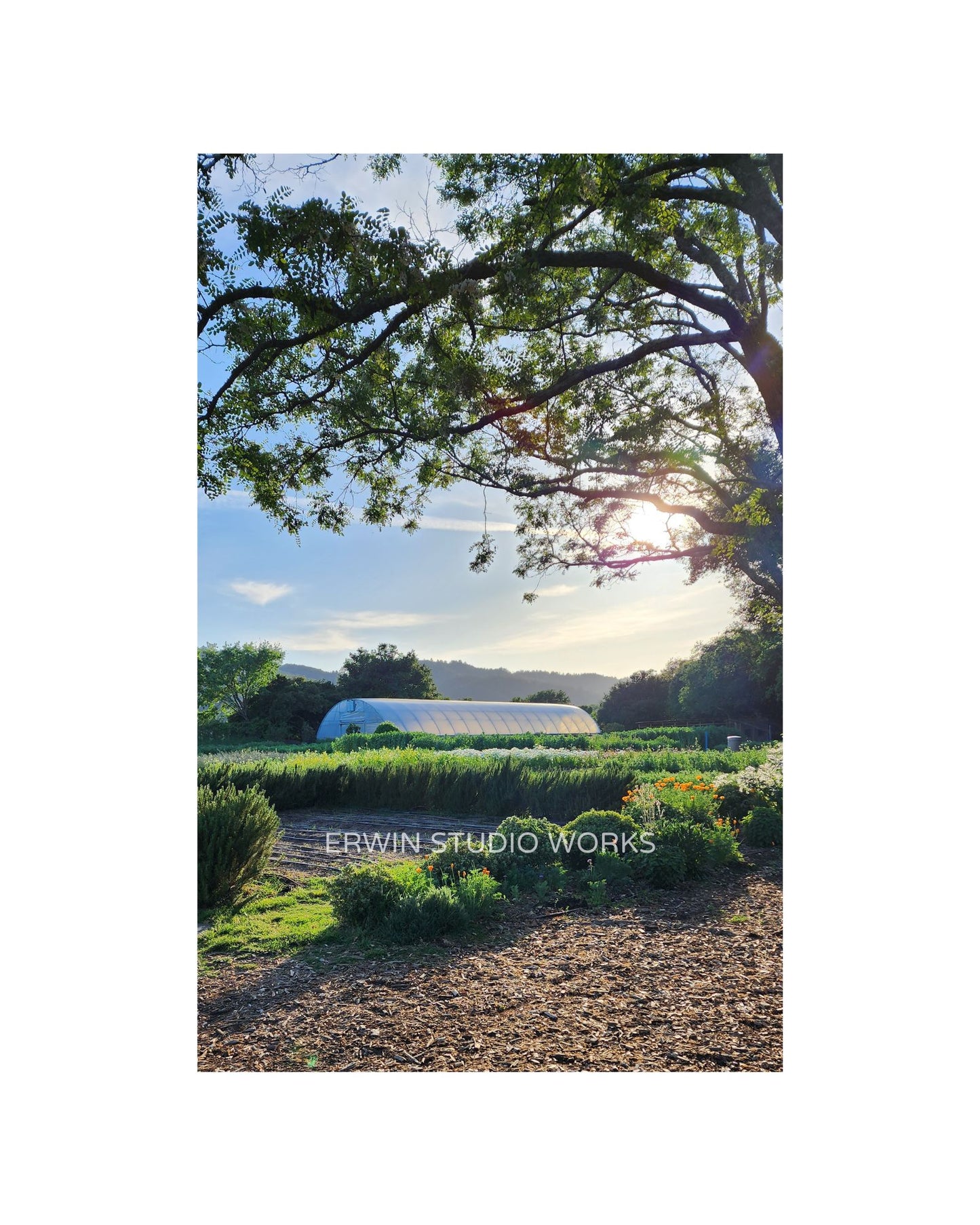 Garden at French Laundry