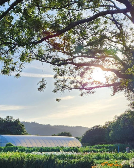 A matted photograph featuring a garden with a large tree and a building in the background, titled 'Garden at French Laundry' by ERWIN STUDIO WORKS.