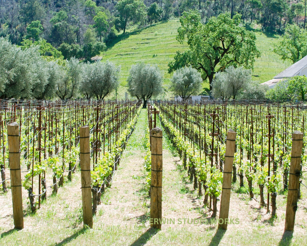 Napa Spring