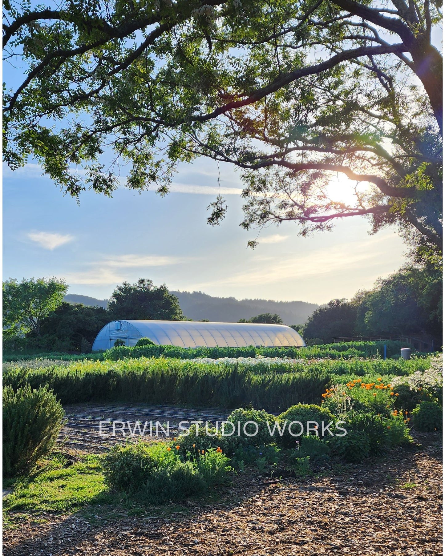 Garden at French Laundry