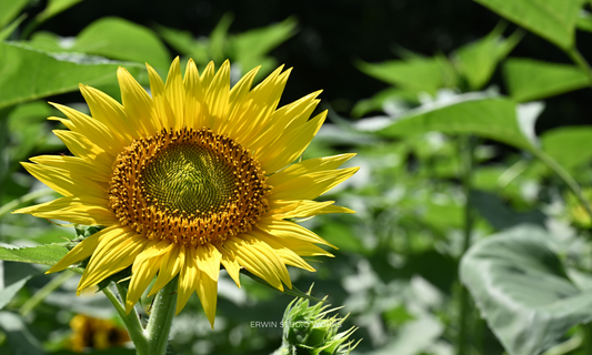 Sunflower Season