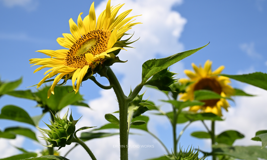 Sunflower Serenade