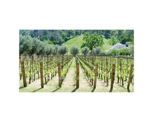 Napa Spring