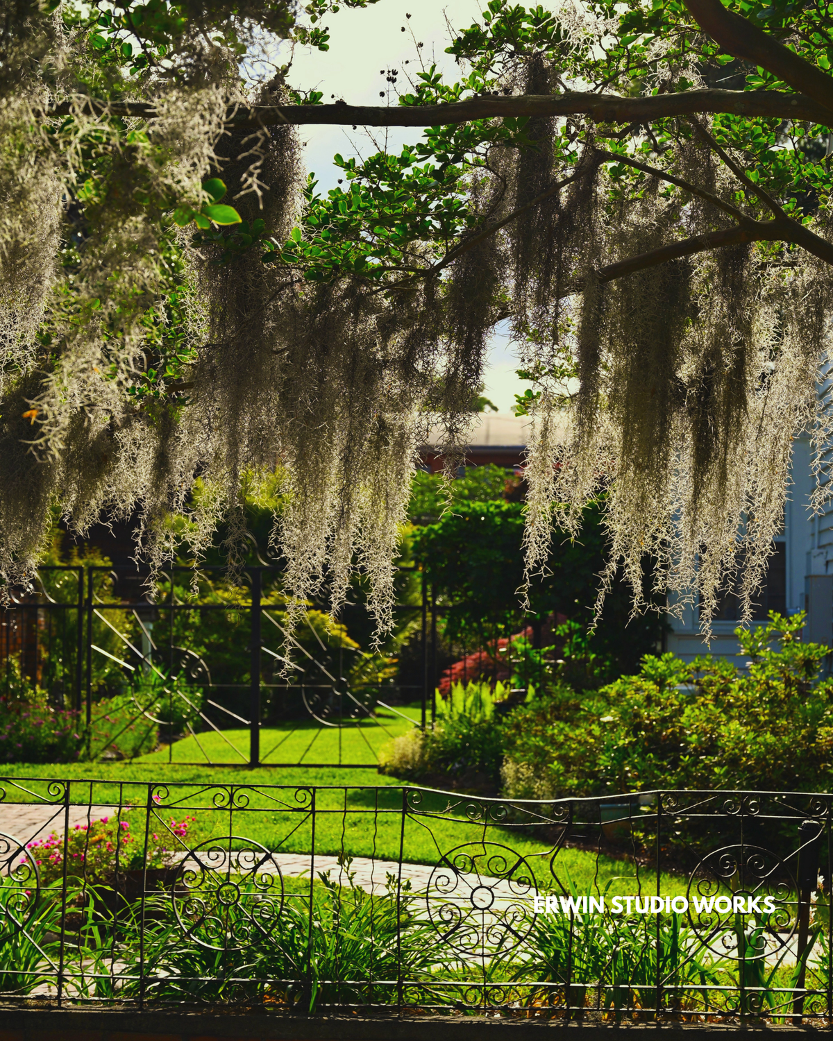 Garden scene with hanging Spanish moss and a wrought iron gate. In Wilmington, NC