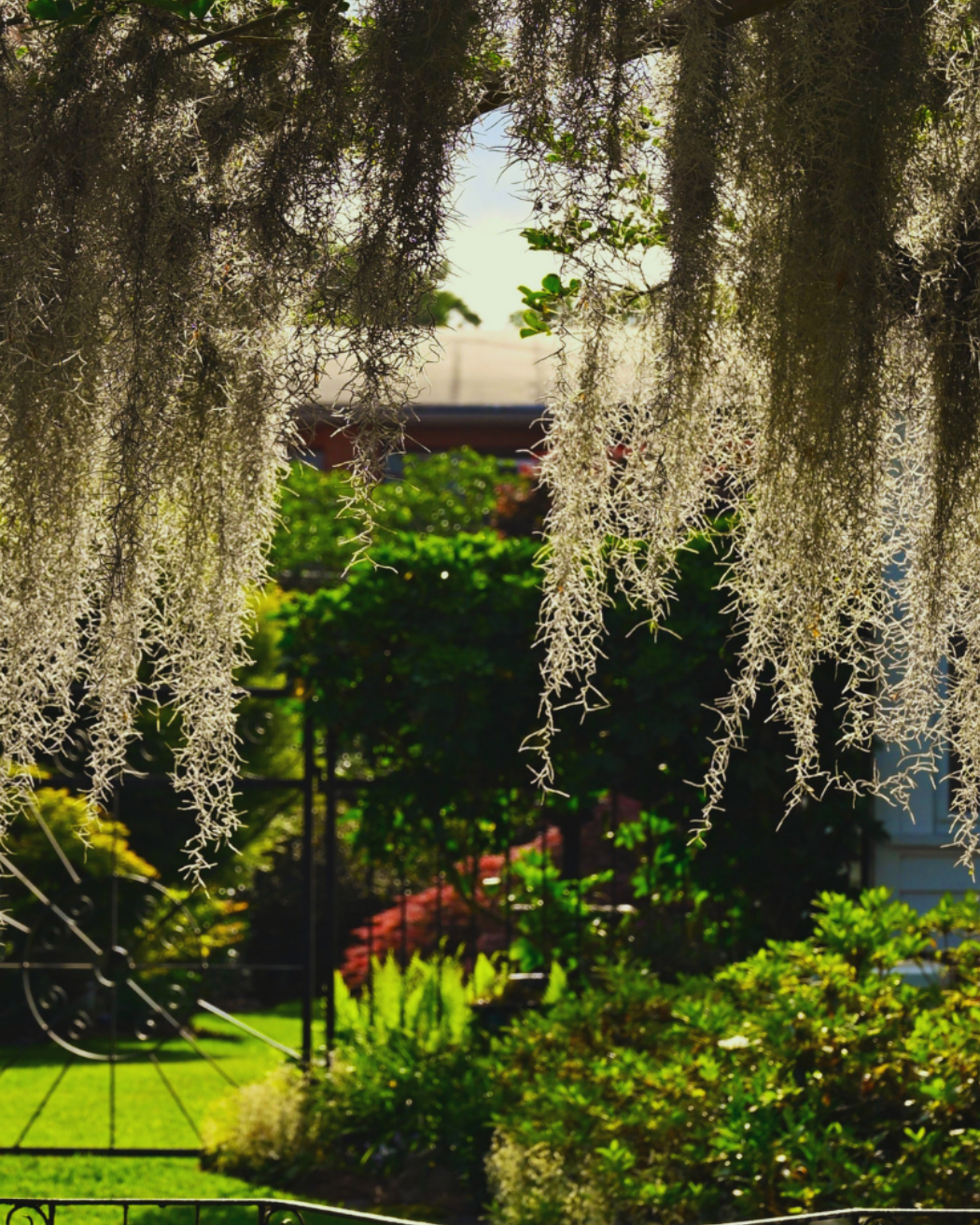 Wilmington's Lace
